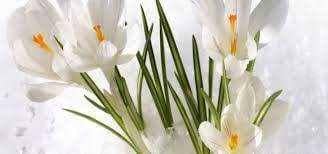 Kardelenin Günese Olan Askı Kardelenin Günese Olan Askı