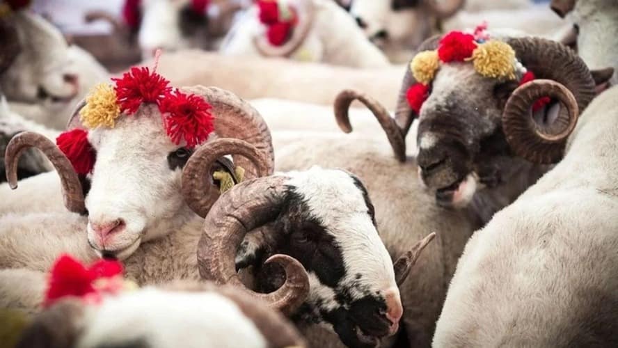 Kurban Bayramı'nın Dijital Yankısı Sohbet Kanallarında Hasret, Dua ve Paylaşım